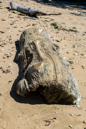 piece of tree trunk on the beachの写真素材