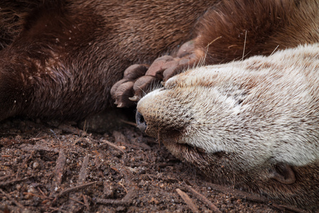 sleeping otter close upの写真素材