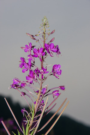 Pink alpine flowerの写真素材