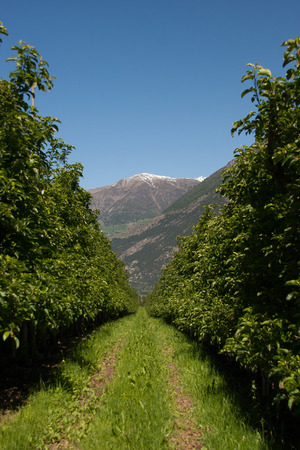 Path to the mountainsの写真素材