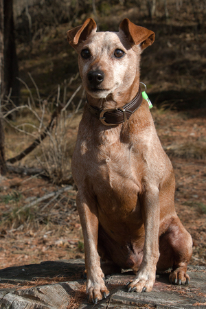 Elderly brown Pinscher sitting on a tree stumpの写真素材