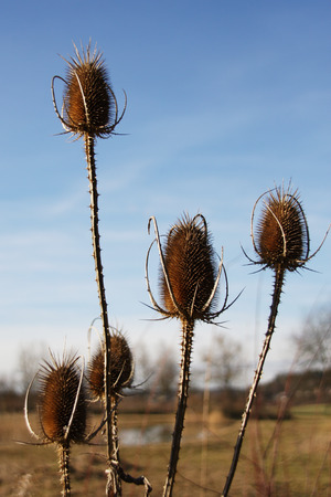 Withered Thisles in front of a cloudy, blue skyの写真素材