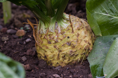 Celery bulb in soilの写真素材