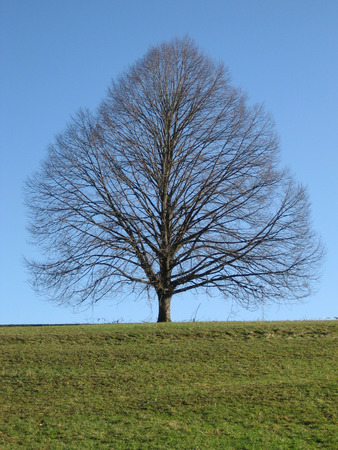 Single leafless Linden treeの写真素材