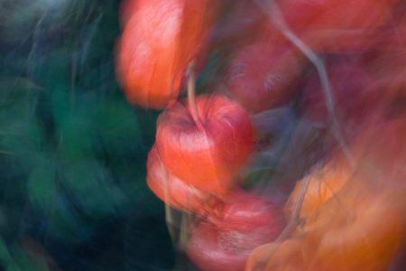 Abstract Physalisの写真素材