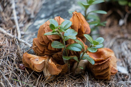 Mushroom in the forestの写真素材