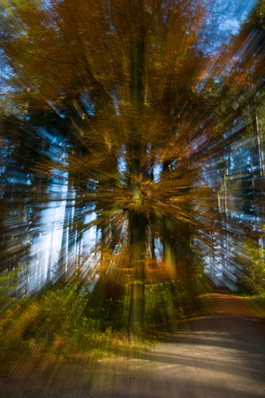 Abstract tree in autumnの写真素材