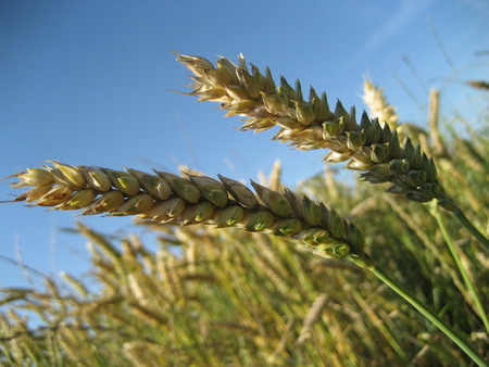 Wheat earの写真素材