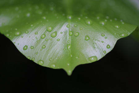 Raindrops on a green leaf