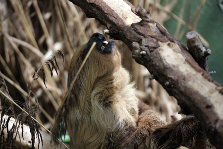 Sloth haning in the treesの写真素材