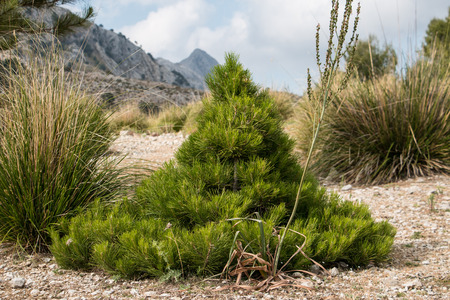 Little Pine treeの写真素材