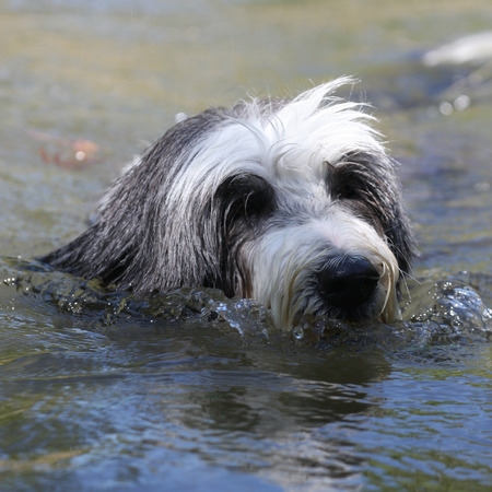 Swimming Bearded Collieの写真素材
