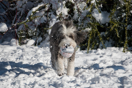Bearded Collie playing in snowの写真素材