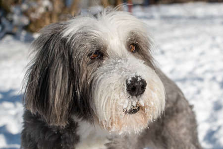 Bearded Collie with snowy noseの写真素材