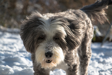 Bearded Collie playing in snowの写真素材