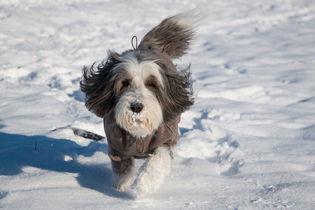 Bearded Collie running in snowy landscapeの写真素材