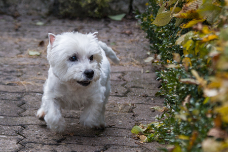 West Highland White Terrier runningの写真素材