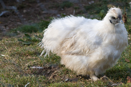 White Silky Fowlの写真素材
