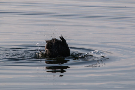 Black coot taking a bath in the lake
