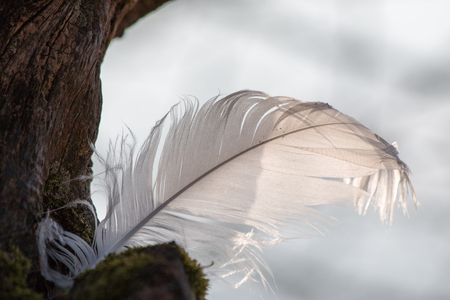 Feather of a swan stuck in a treeの写真素材