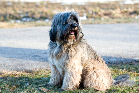 Tibetan Terrier dogの写真素材