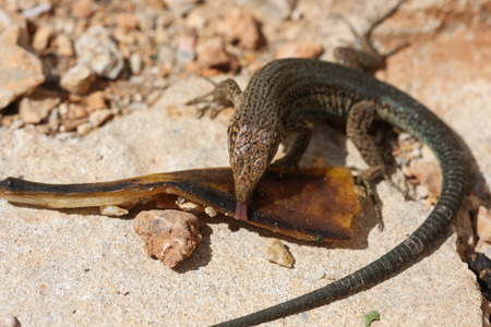 Spanish Lizard licking Bananaの写真素材