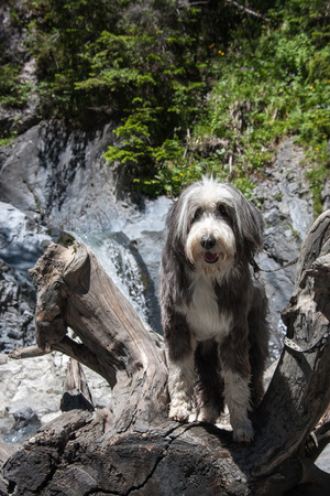 Bearded Collie in the alps of Vinschgau, South Tyrol, Italyの写真素材