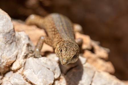 Spanish Lizardの写真素材