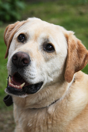 Face of a beige Labrador Retrieverの写真素材
