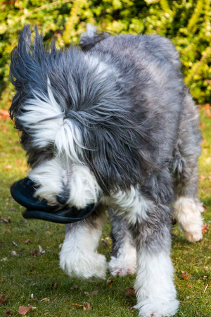Bearded Collie playing in the gardenの写真素材