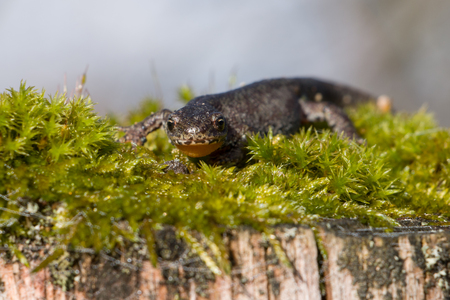 Smooth Newt sitting in Mossの写真素材