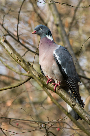 Dove sitting on a branchの写真素材