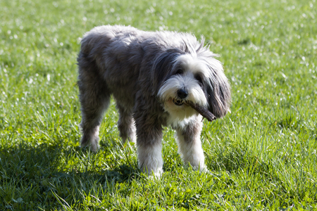 Bearded Collie playing with a branchの写真素材