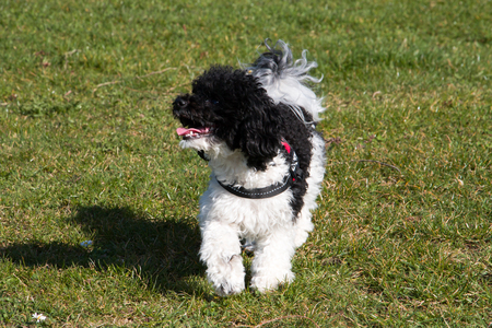 Black and White Toy Poodle playing in Meadowの写真素材