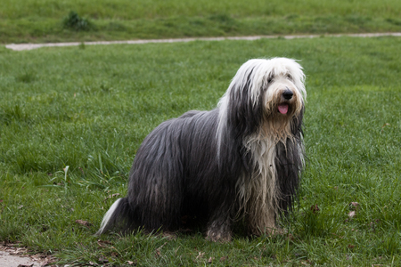Bearded Collie Dog in Meadowの写真素材