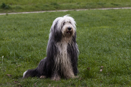 Bearded Collie Dog sitting in Meadowの写真素材