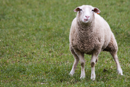 Sheep making peeの写真素材