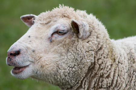 Close-up of a Sheepsheadの写真素材