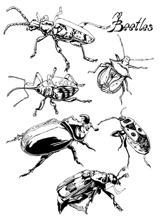 Beetles of various shapes and sizes with furry paws and fancy hatsのイラスト素材