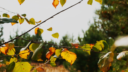 Early autumn, the fallen leaves dance and naked branches nudityの写真素材