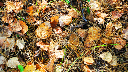 Autumn leaves and pine needles on cooling slowly the earthの写真素材