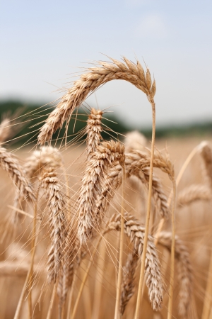 Ripe wheatの写真素材