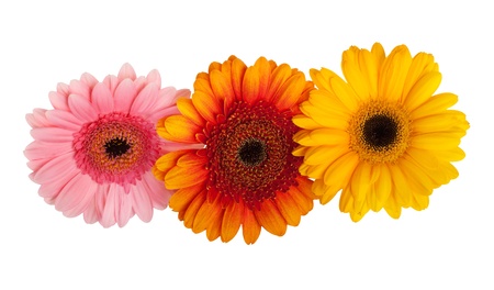 Herberaの写真素材