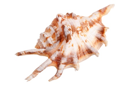 Sea shell