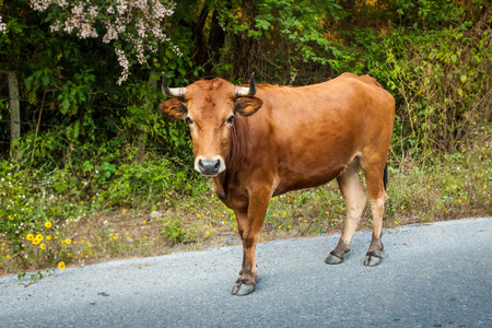 Cow on the roadの写真素材