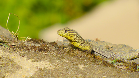 Lizardの写真素材