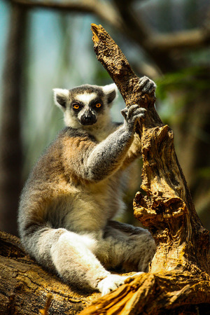 Looking lemurの写真素材
