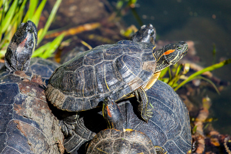 Small turtles in water