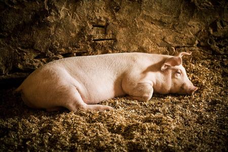 Farm pigの写真素材