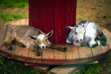 Cute goatlings at farmの写真素材